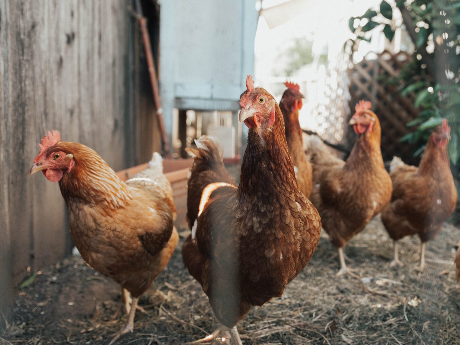 study-examines-how-bacteria-in-chickens-is-leaving-thousands-of-people